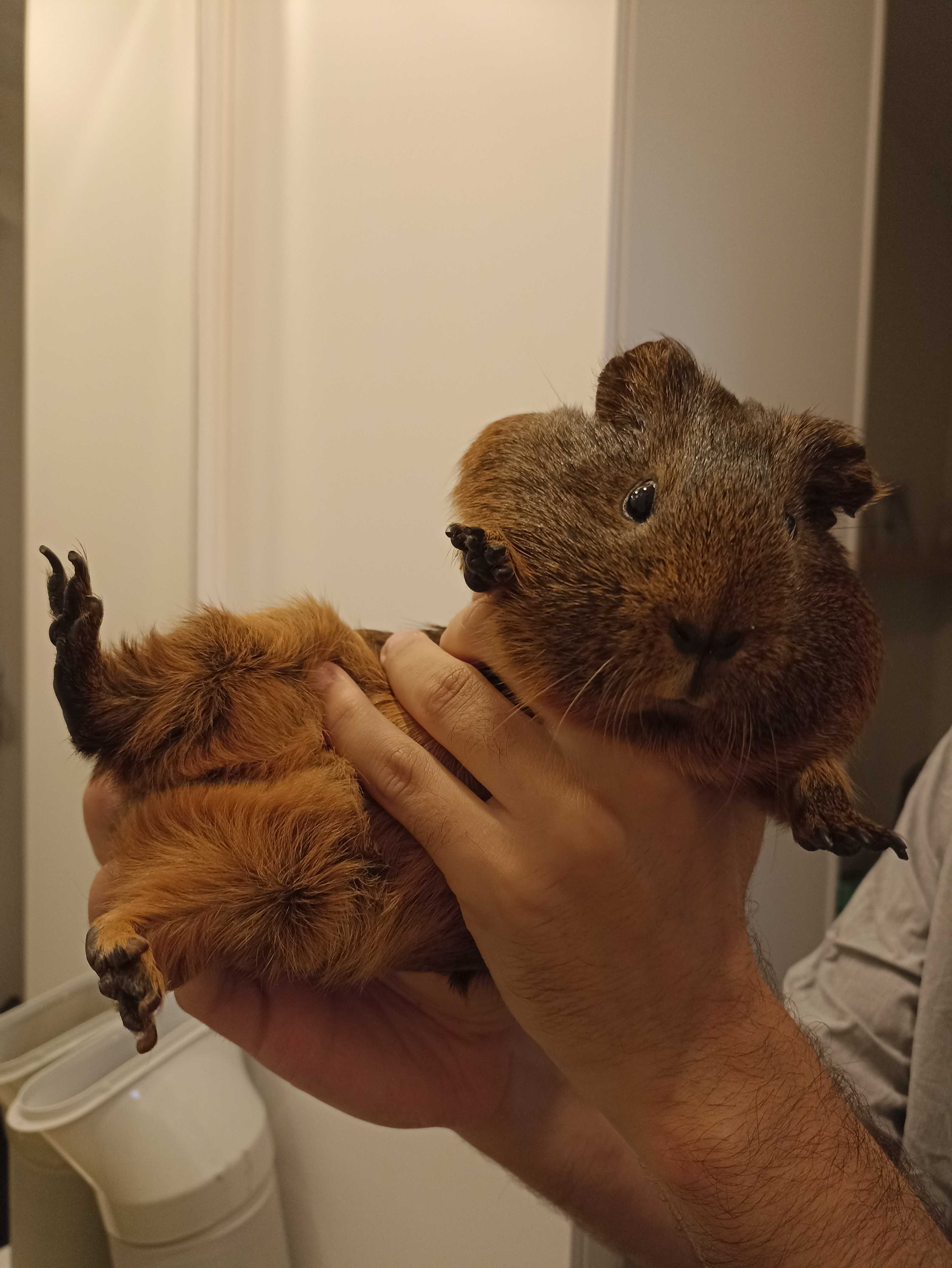 Chantal the guinea pig